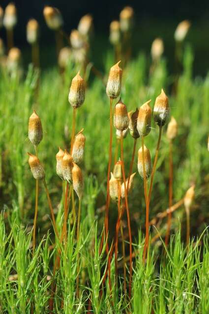 Image of Bird Wheat