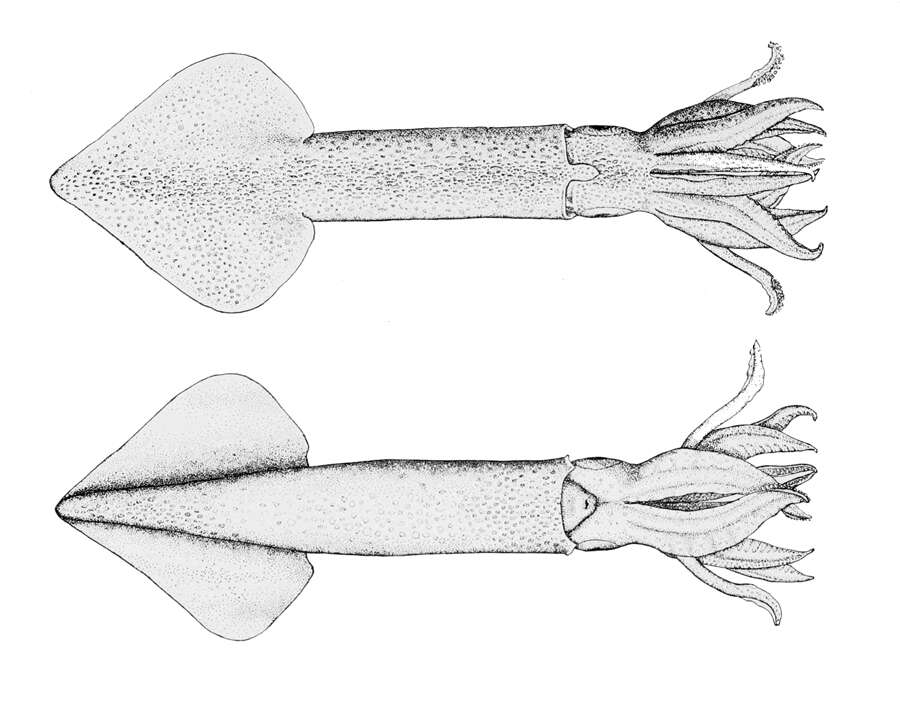 Image of Opalescent Inshore Squid