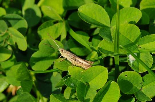 Image of lesser marsh grasshopper