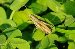 Image of lesser marsh grasshopper