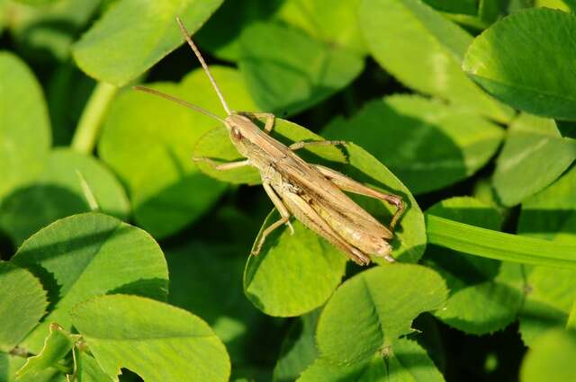 Image of lesser marsh grasshopper