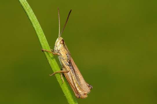 Image of lesser marsh grasshopper