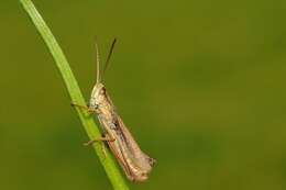 Image of lesser marsh grasshopper