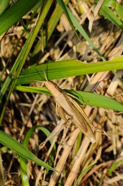 Image of lesser marsh grasshopper