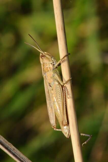 Image of lesser marsh grasshopper