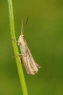 Image of lesser marsh grasshopper