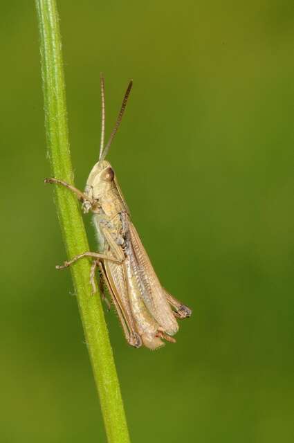 Image of lesser marsh grasshopper