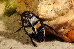 Image of Hydrophilus