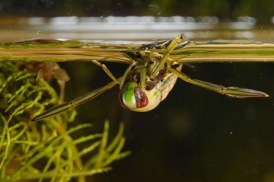 Image of <i>Notonecta viridis</i>