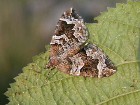 Image of Eulithis