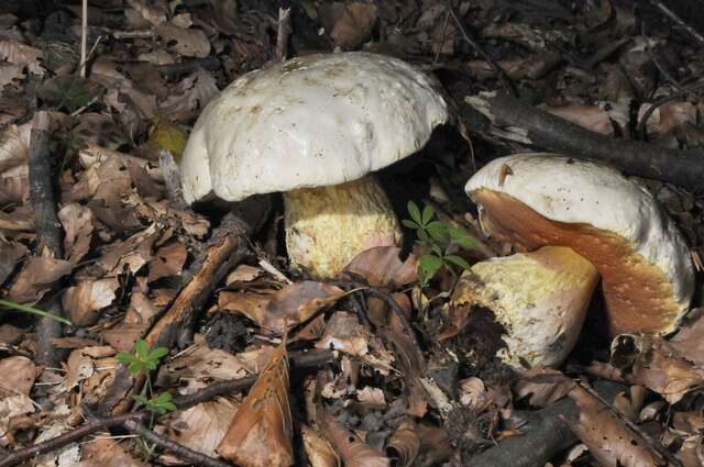 Image of Rubroboletus