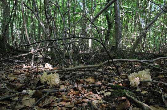 Ramaria pallida (Schaeff.) Ricken 1920的圖片