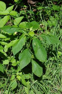 Image of Jewelweeds