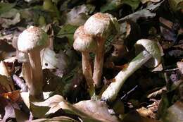 Imagem de Inocybe bongardii (Weinm.) Quél. 1872