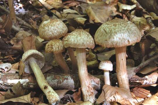 Imagem de Inocybe bongardii (Weinm.) Quél. 1872