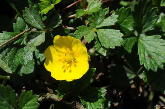 Image of English cinquefoil