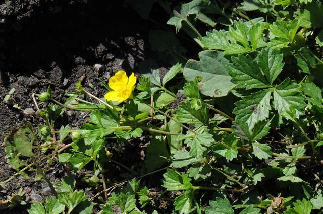 Image of English cinquefoil