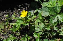 Image of English cinquefoil