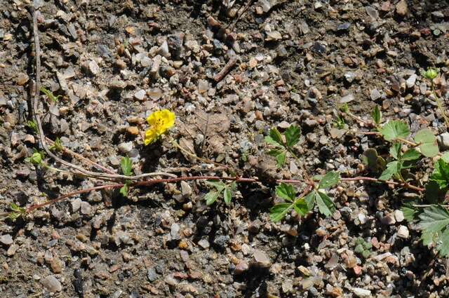 Image of English cinquefoil