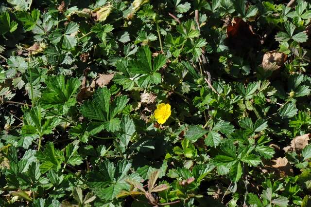 Image of English cinquefoil