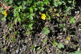 Image of English cinquefoil