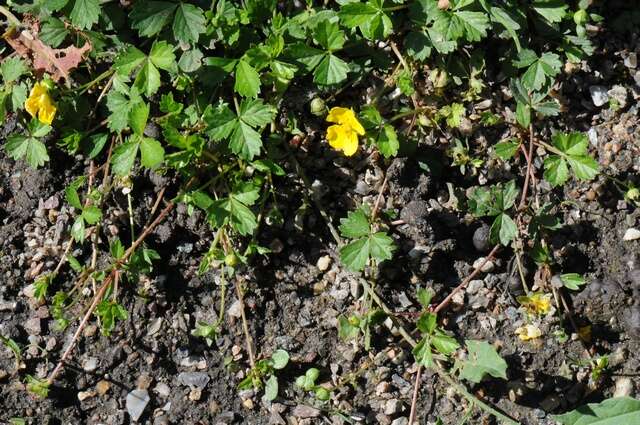 Image of English cinquefoil