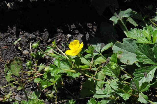 Image of English cinquefoil