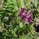 Image de Oxytropis shokanbetsuensis Miyabe & Tatew.