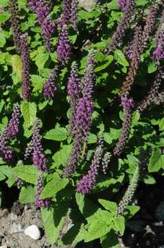 Image of Teucrium hircanicum L.