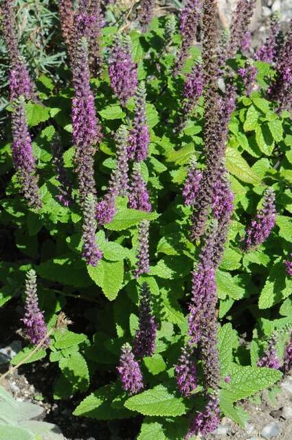 Image de Teucrium hircanicum L.