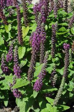 Image of Teucrium hircanicum L.