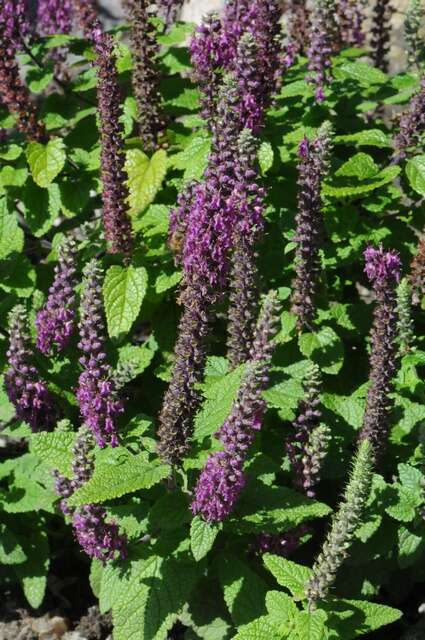 Image de Teucrium hircanicum L.