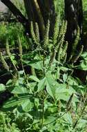 Image of ragweed