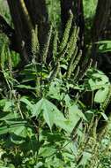 Image of ragweed