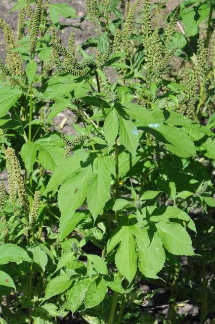 Image of ragweed