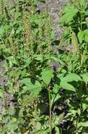 Image of ragweed