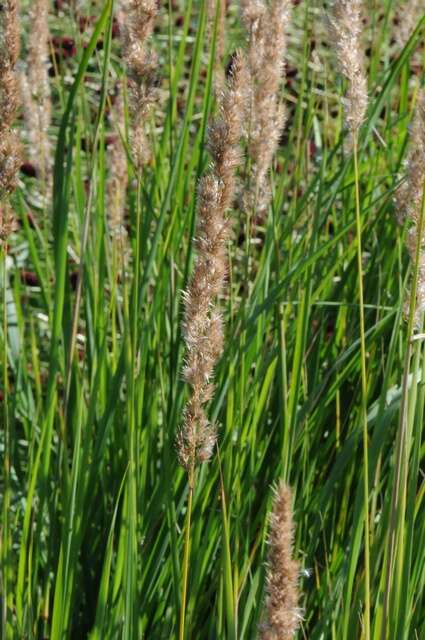 Plancia ëd Calamagrostis stricta (Timm) Koeler