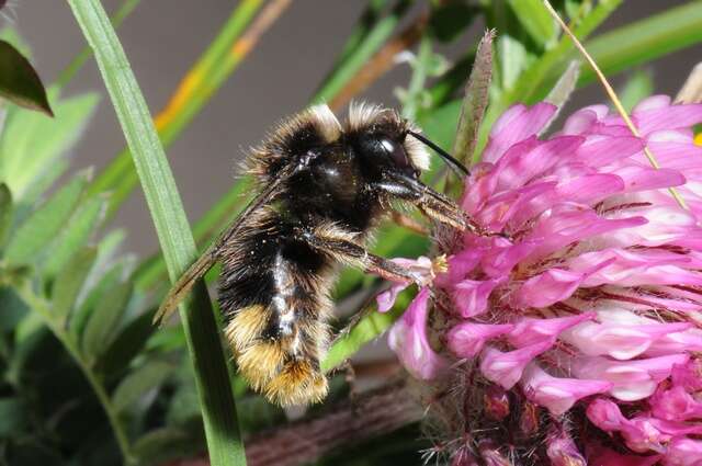 Image of honeybees, bumblebees, and relatives