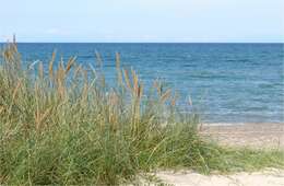 Image of beachgrass