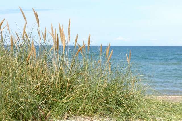 Image of beachgrass