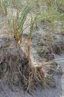 Image of beachgrass