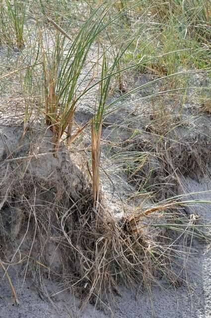 Imagem de Ammophila