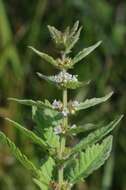 Image of Bugleweed