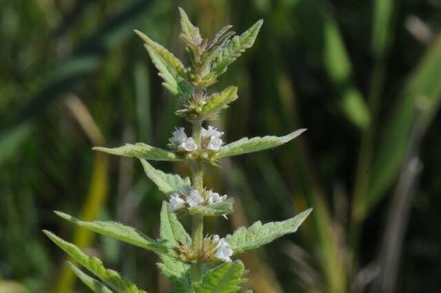 Image of Bugleweed