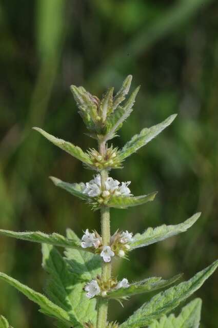 Image of Bugleweed