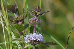 Image of <i>Mentha</i> aquatica × Mentha <i>arvensis</i>