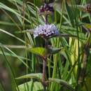 Image of <i>Mentha</i> aquatica × Mentha <i>arvensis</i>