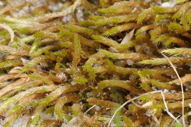 Image of lawn moss