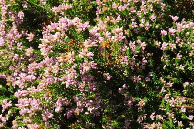 Image of Erica terminalis Salisb.