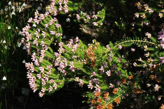 Image of Erica terminalis Salisb.